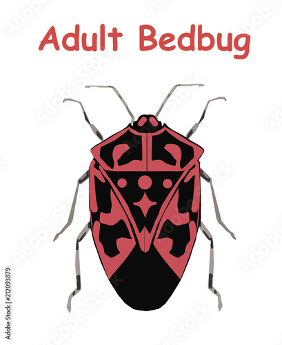 Adult Bed Bug. Poster tato Education vector illustration. 