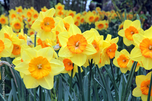keukenhof Hollande