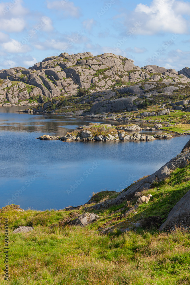 Sheep are grazed on the stony bank of the gulf in the Egersund region, Jaeren national scenic route, Norway