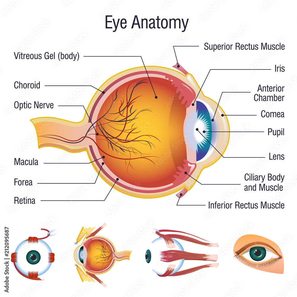 Eyeball infographic anatomy icons set. Cartoon illustration of 5 ...