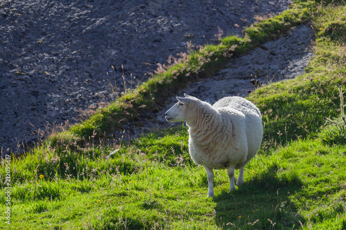 Sheep are grazed on the stony bank of the gulf in the Egersund region, Jaeren national scenic route, Norway photo