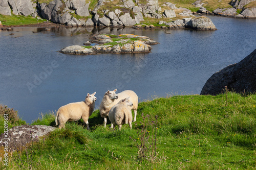 Sheep are grazed on the stony bank of the gulf in the Egersund region, Jaeren national scenic route, Norway