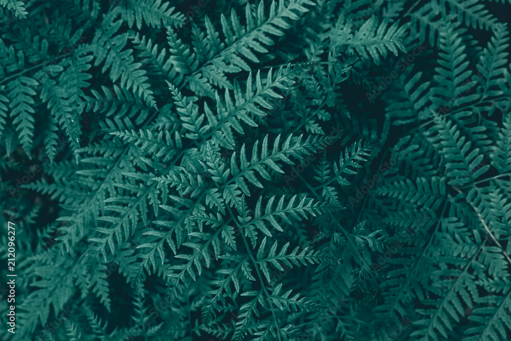 Dark green tropical leaves texture