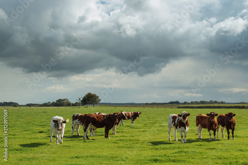 Cows grazing on grassy green field. Countryside landscape with cloudy sky, pastureland for domesticated livestock in Normandy, France. Dramatic sky. Cattle breeding and industrial agriculture concept. © sergiymolchenko
