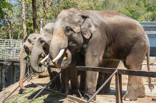 Photography View of elephants