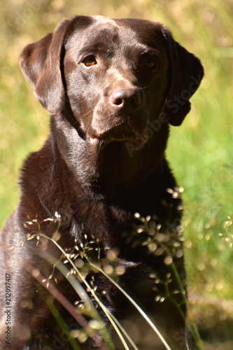 Fototapeta Naklejka Na Ścianę i Meble -  Brauner Labrador Retriever
