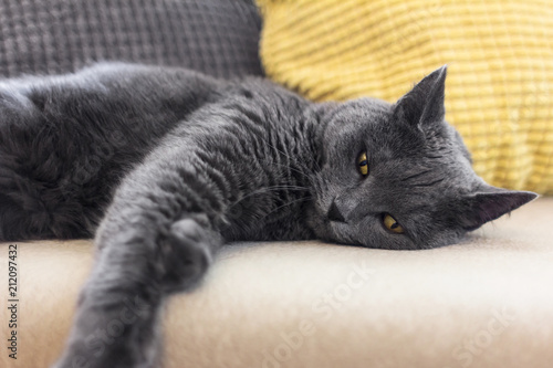 Beautiful blue cat relaxing on the couch.