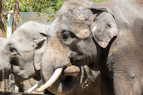 Photography View of elephants