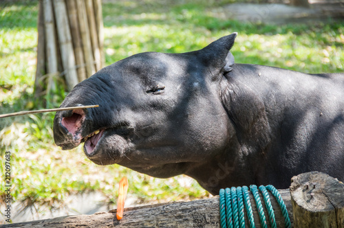 View of tapir