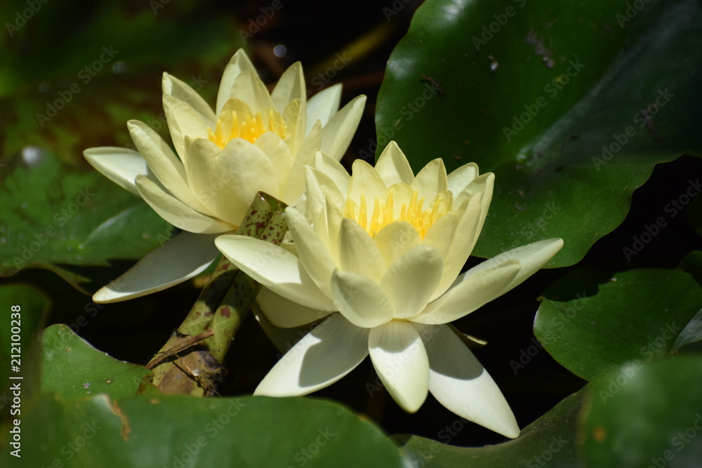 beautiful water lily in the pond beautiful water lily in the pond