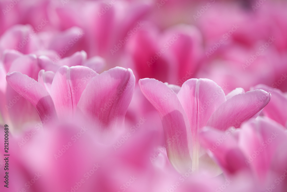 Pink tulip blossoms within a bunch of blurred ones