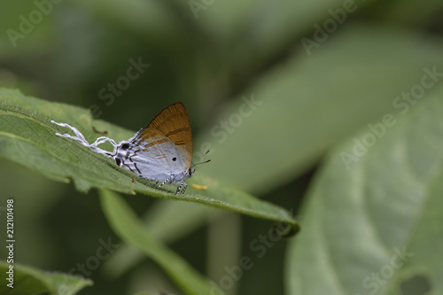 Fluffy Tit butterfly of Thailand background