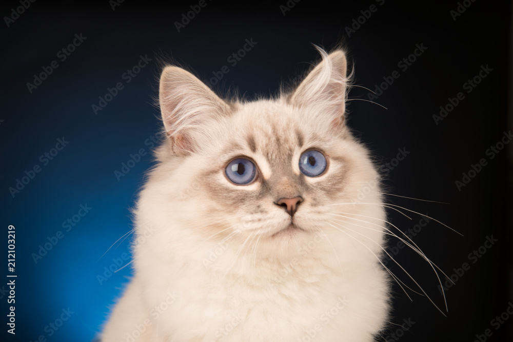 котенок невской маскарадной кошки