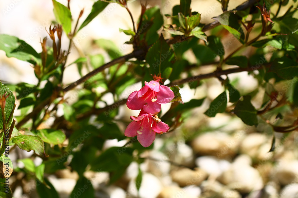 Fototapeta premium Flowering hedge