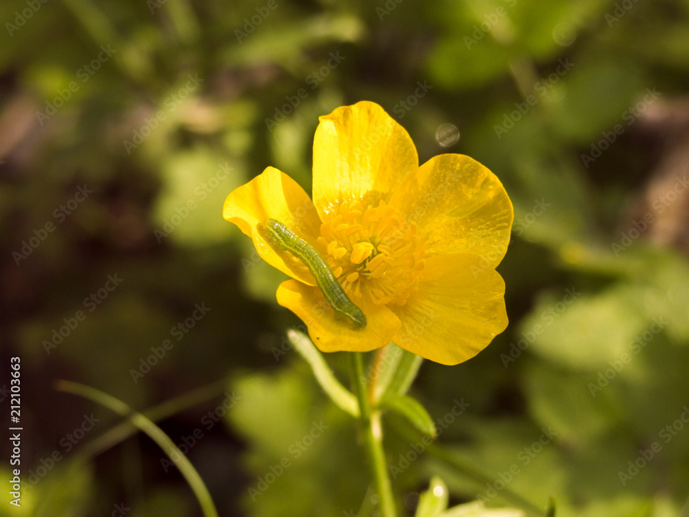 Green caterpillar on a yellow flower Green caterpillar on a yellow flower