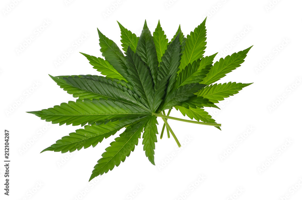 Cannabis Cannabis