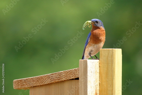 A male Eastern Bluebird brings a Swallowtail Butterfly caterpillar to the nest box for the baby birds. photo