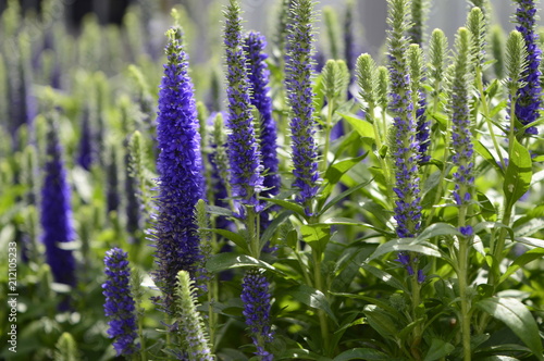 Veronica spicata - compact inflorescence with beautiful blue-blue color photo