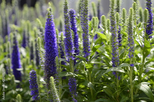 Veronica spicata - compact inflorescence with beautiful blue-blue color