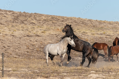 Wild Horse Stallions Fighting © natureguy