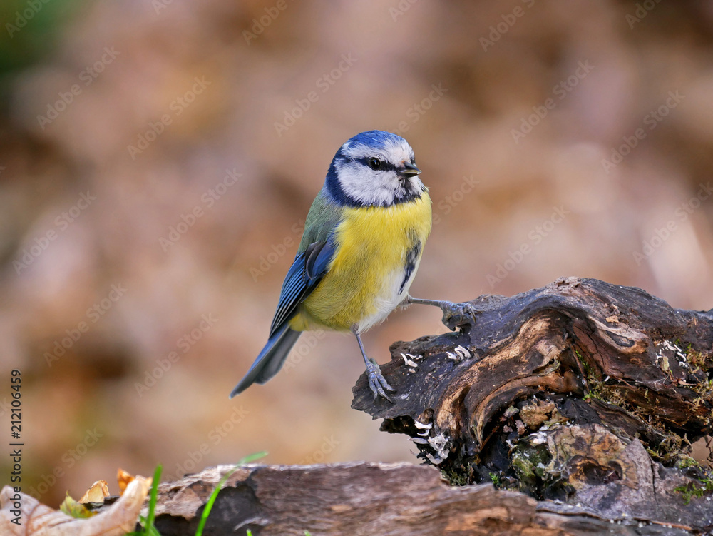 Obraz premium Blue Tit (Cyanistes caeruleus) , Titmouse isolated in the forest
