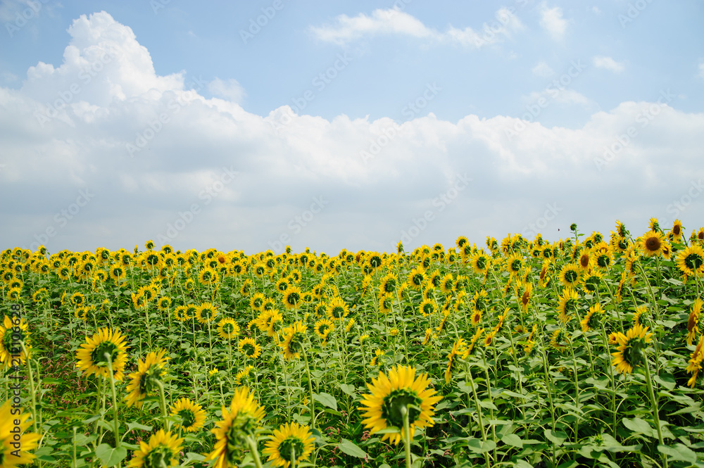 Obraz premium ヒマワリ