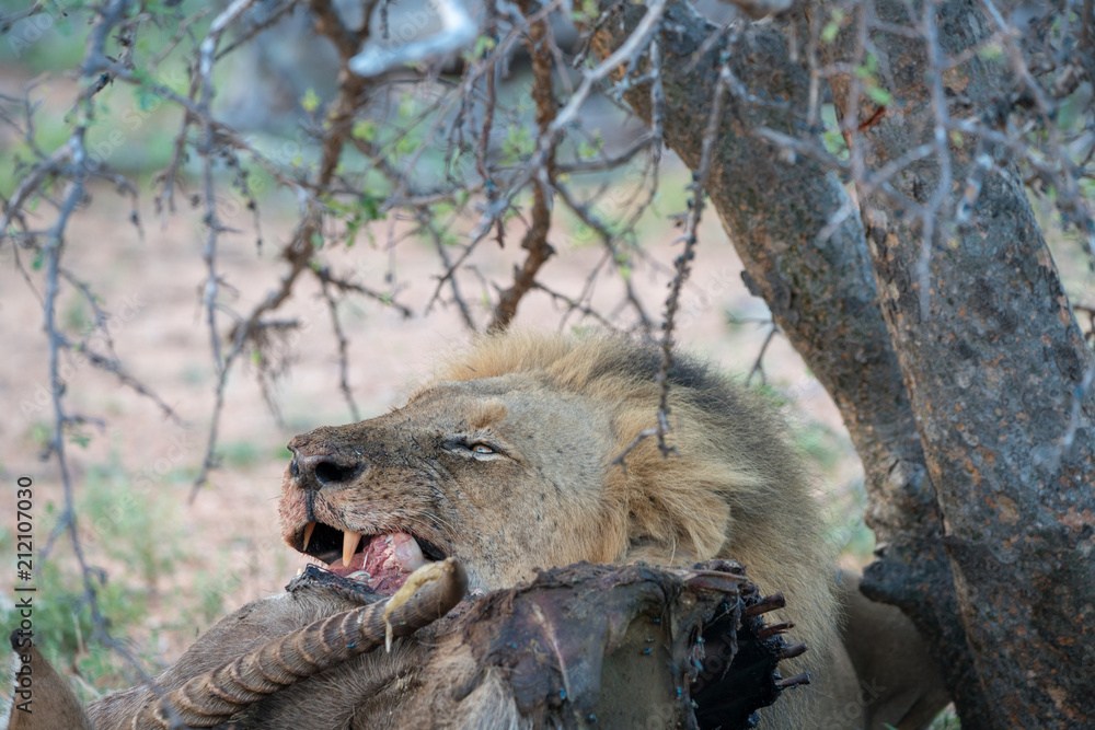 Löwe (Panthera leo), Südafrika, Afrika Löwe (Panthera leo), Südafrika, Afrika
