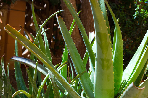 aloe vera plant detail photo