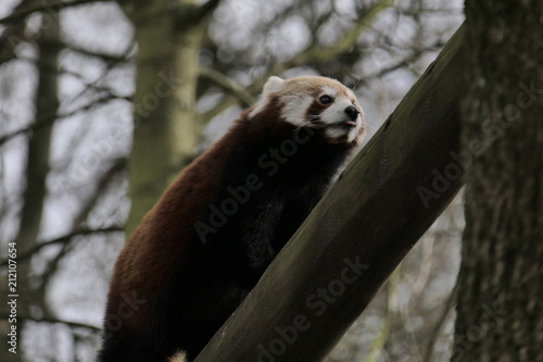 Fototapeta Naklejka Na Ścianę i Meble -  Panda Zoom