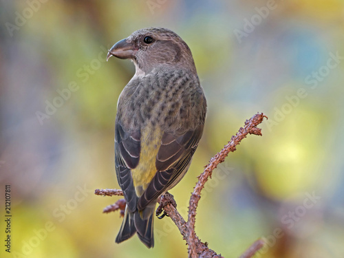 Female red crossbill (Loxia curvirostra), isolated in the forest photo