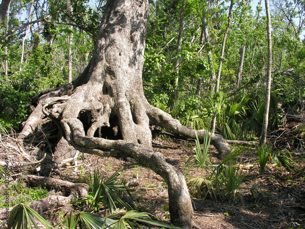 Tree in the Swamp
