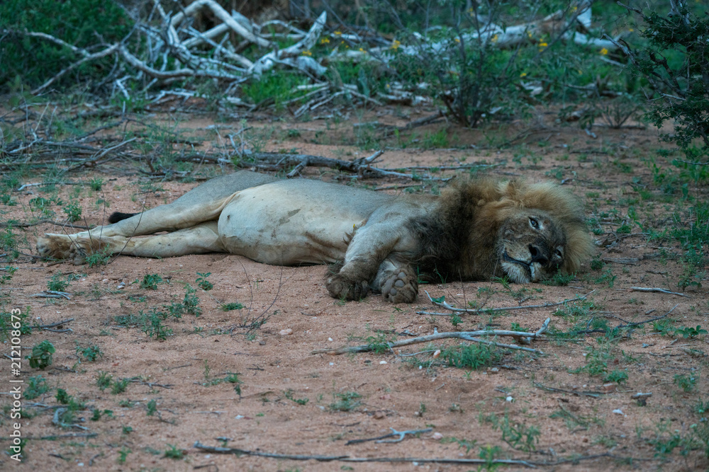 Löwe (Panthera leo), Südafrika, Afrika Löwe (Panthera leo), Südafrika, Afrika