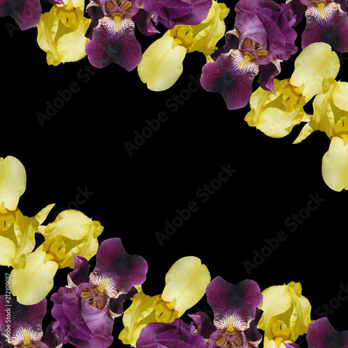 Fototapeta Naklejka Na Ścianę i Meble -  Beautiful floral background of irises. Isolated 