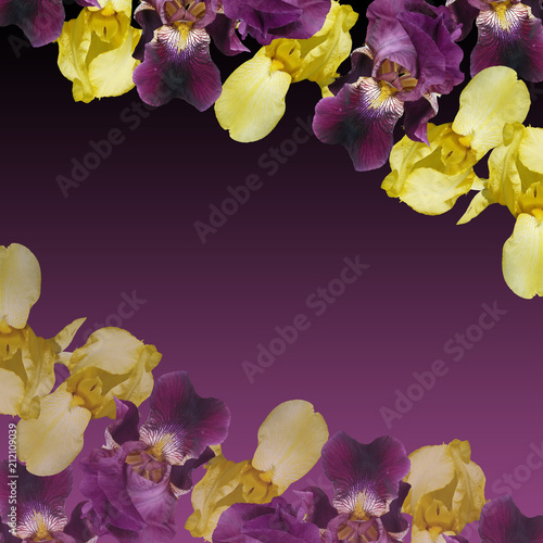 Fototapeta Naklejka Na Ścianę i Meble -  Beautiful floral background of irises. Isolated 