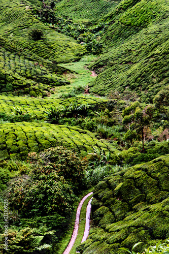 plantation de thé malaisie cameron island