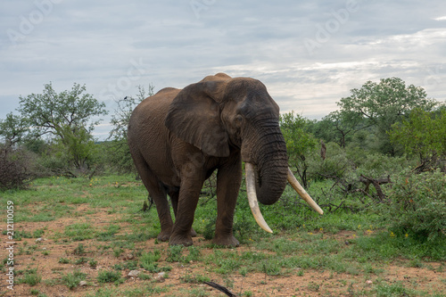 Elefante  Elephantidae   S  dafrika  Afrika