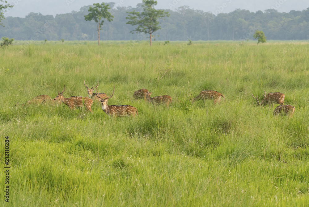 Sika or dappled deers in the wild Sika or dappled deers in the wild