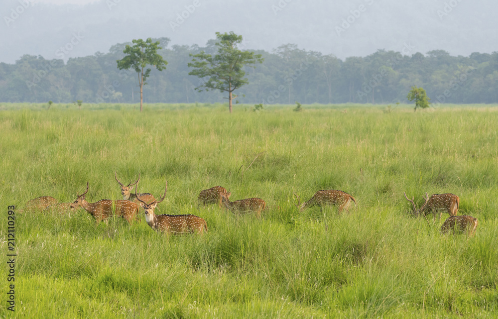 Fototapeta premium Sika or dappled deers in the wild