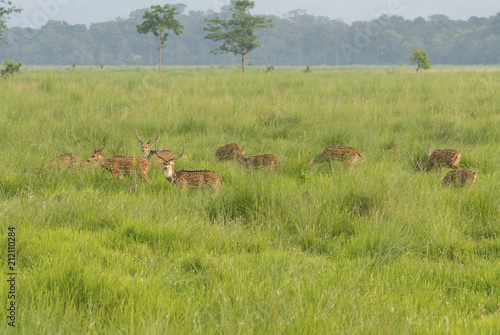 Sika or dappled deers in the wild