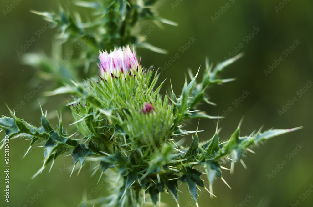 Milk thistle thistle herbal medicinal Milk thistle thistle herbal medicinal
