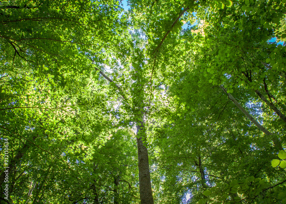 Tree tops Tree tops