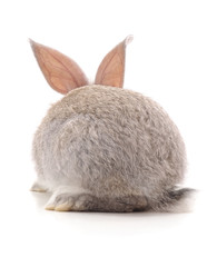 One grey rabbit.