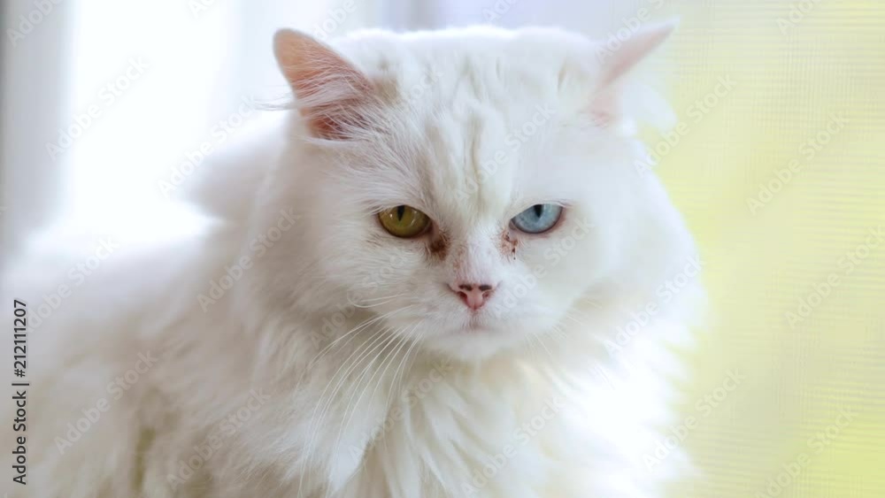 Domestic cat with complete heterochromia. White cat with different colored eyes is sitting by the window. Domestic cat with complete heterochromia. White cat with different colored eyes is sitting by the window.