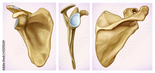 Illustration of three views of the human scapula. photo