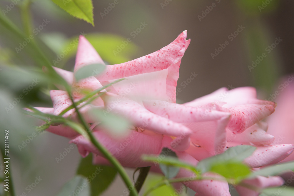 Fleur de rose profil