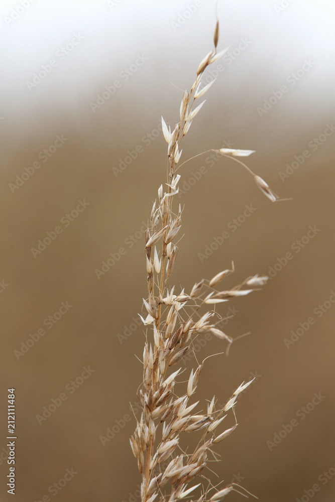 Fleurs d'herbe sechee