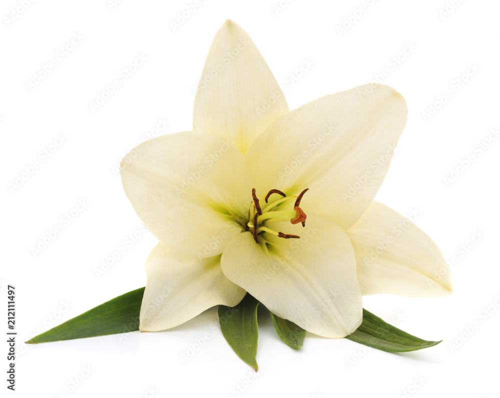 White lily with leaves. White lily with leaves.