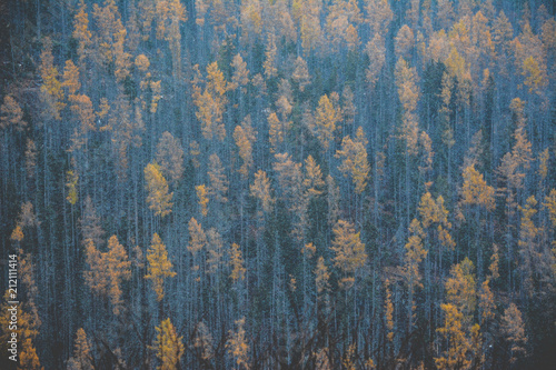 pineforest pattern