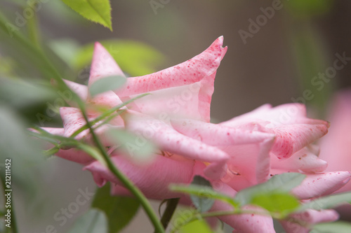 Obraz na płótnie Fleur de rose profil w salonie