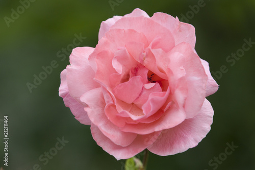Obraz na płótnie Fleur de rose w salonie